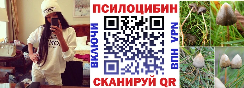 купить наркотик  Никольское  Галлюциногенные грибы Psilocybe 
